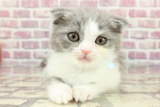 東京都のフォールデックス (Coo&RIKU池袋西口店/2024年3月14日生まれ/男の子/ブルーホワイト)の子猫