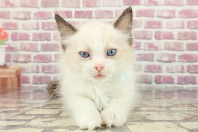 北海道のラグドール (Coo&RIKU旭川店/2024年3月13日生まれ/男の子/シールポイントバイカラー)の子猫