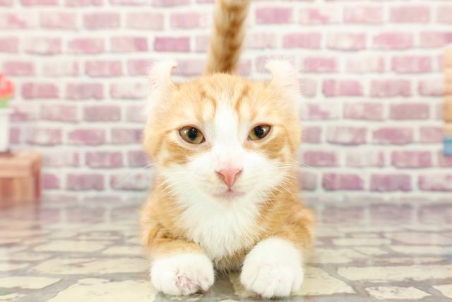 北海道のアメリカンカール (Coo&RIKU苫小牧店/2024年2月15日生まれ/男の子/レッドタビーホワイト)の子猫