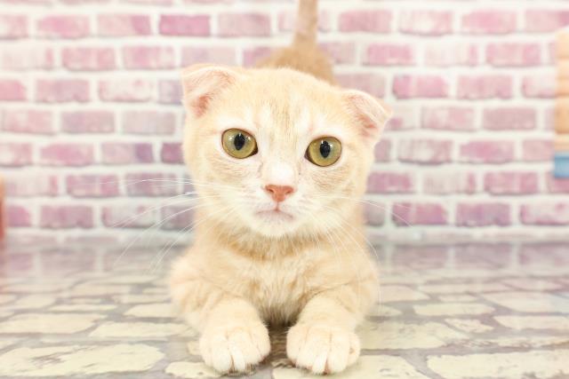 広島県のスコティッシュフォールド (Coo&RIKU福山店/2023年12月15日生まれ/男の子/クリームタビー)の子猫