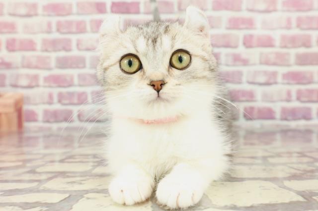 北海道のアメリカンカール (Coo&RIKU函館店/2024年1月6日生まれ/女の子/シルバータビーホワイト)の子猫