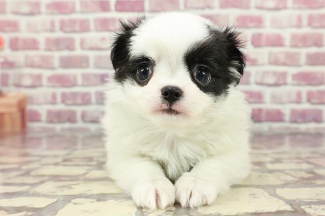 福島県のハーフ犬 (Coo&RIKU会津若松店/2024年3月18日生まれ/男の子/白黒)の子犬