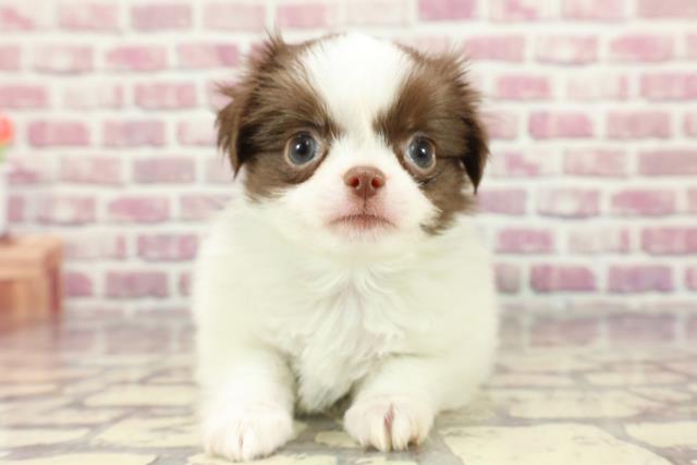 山形県のハーフ犬 (Coo&RIKUイオンタウン酒田店/2024年3月18日生まれ/男の子/チョコレートホワイト)の子犬