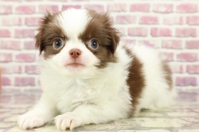 2024年3月18日生まれのハーフ犬の2枚目の写真