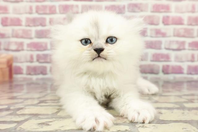 千葉県のペルシャ (Coo&RIKU東船橋店/2024年3月11日生まれ/男の子/チンチラシルバー)の子猫
