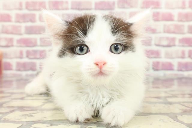 新潟県のミヌエット (Coo&RIKU新潟西店/2024年3月18日生まれ/男の子/ブラックホワイト)の子猫