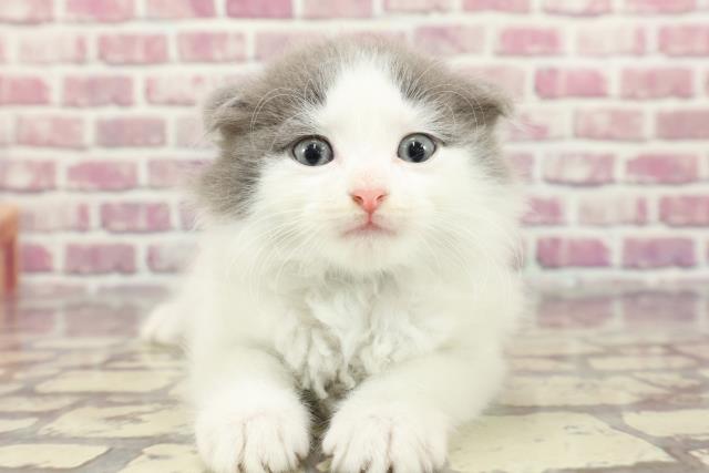 広島県のスコティッシュフォールド (Coo&RIKU福山店/2024年3月19日生まれ/男の子/ブルーホワイト)の子猫