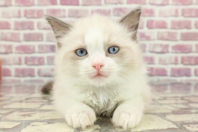 北海道のラグドール (Coo&RIKU苫小牧店/2024年3月19日生まれ/男の子/ブルーポイントバイカラー)の子猫