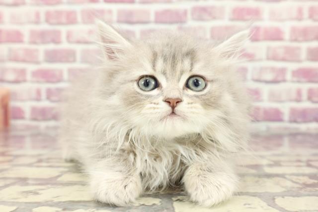 神奈川県のラガマフィン (Coo&RIKU横浜青葉店/2024年3月19日生まれ/男の子/ブルータビー)の子猫