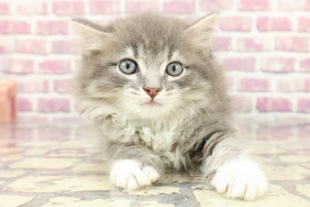 沖縄県のラガマフィン (Coo&RIKUイオン北谷店/2024年3月19日生まれ/男の子/ブルータビーホワイト)の子猫