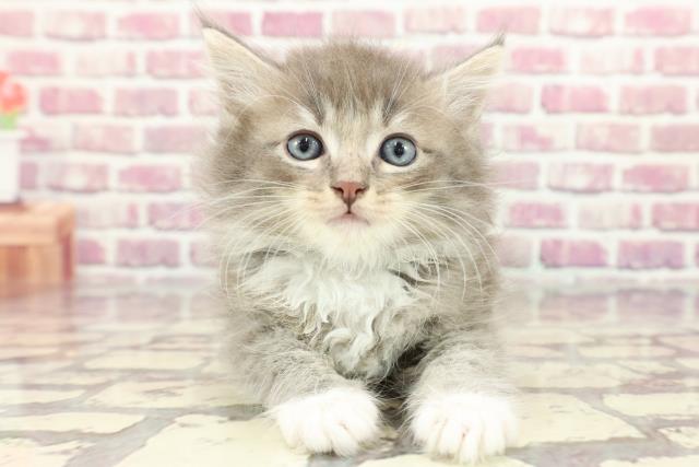 石川県のラガマフィン (Coo&RIKU金沢店/2024年3月19日生まれ/男の子/ブルータビーホワイト)の子猫