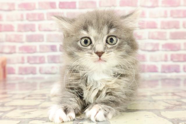 島根県のラガマフィン (Coo&RIKU出雲店/2024年3月19日生まれ/女の子/ブルーパッチドタビーホワイト)の子猫