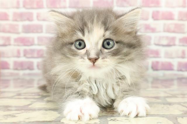 広島県のラガマフィン (Coo&RIKU福山店/2024年3月19日生まれ/女の子/ブルーパッチドタビーホワイト)の子猫