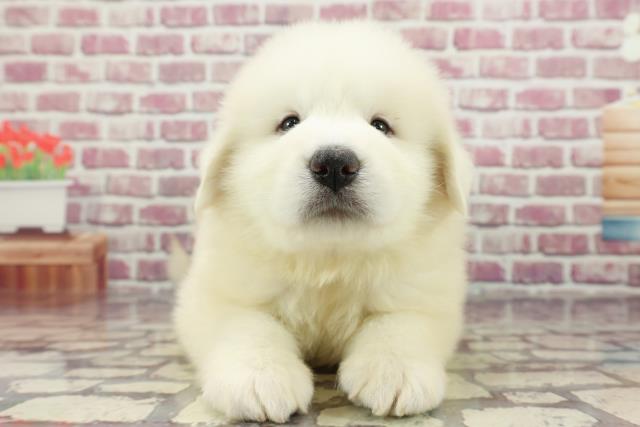 北海道のグレートピレニーズ (Coo&RIKU函館店/2024年3月15日生まれ/男の子/ホワイト)の子犬