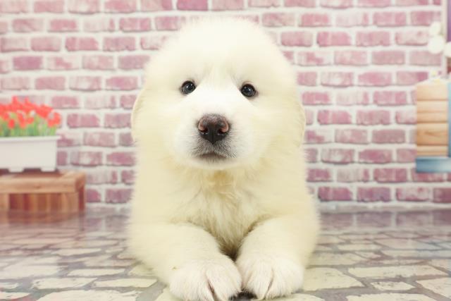 埼玉県のグレートピレニーズ (Coo&RIKUアニマルケアセンター大宮/2024年3月15日生まれ/女の子/ホワイト)の子犬