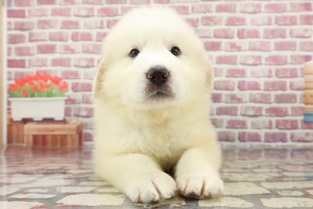 東京都のグレートピレニーズ (Coo&RIKU足立本店/2024年3月15日生まれ/女の子/ホワイト)の子犬