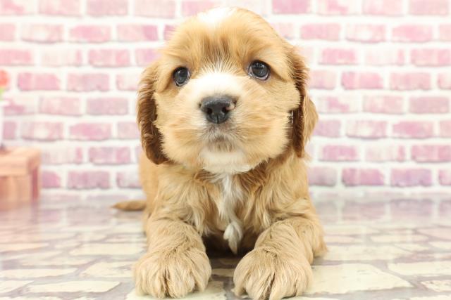 長野県のアメリカンコッカースパニエル (Coo&RIKU松本店/2024年3月18日生まれ/男の子/バフホワイト)の子犬
