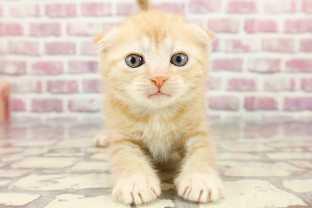 福島県のスコティッシュフォールド (Coo&RIKU郡山店/2024年3月18日生まれ/男の子/レッドタビー)の子猫