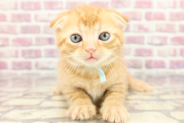 埼玉県のスコティッシュフォールド (Coo&RIKUアニマルケアセンター大宮/2024年3月18日生まれ/男の子/レッドタビー)の子猫
