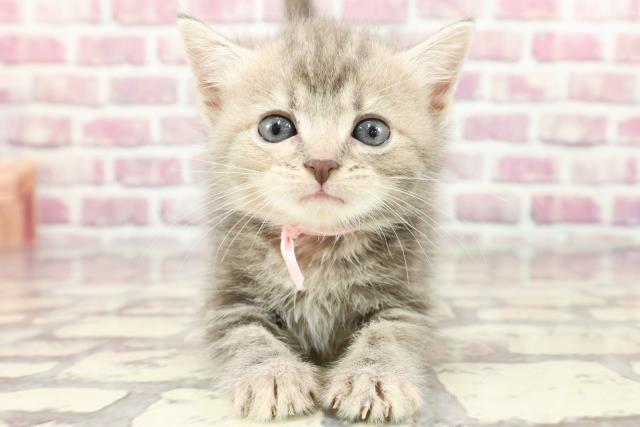 埼玉県のスコティッシュフォールド (Coo&RIKUアニマルケアセンター大宮/2024年3月18日生まれ/女の子/ブルータビー)の子猫