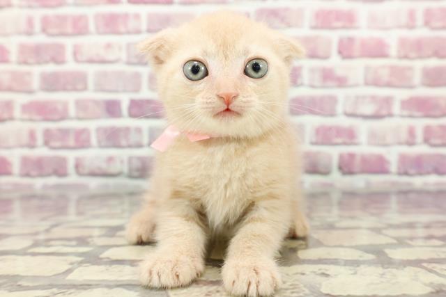 埼玉県のスコティッシュフォールド (Coo&RIKU大宮店/2024年3月18日生まれ/女の子/クリームタビー)の子猫