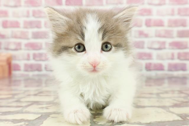 埼玉県のノルウェージャンフォレストキャット (Coo&RIKUアニマルケアセンター大宮/2024年3月17日生まれ/男の子/ブルータビーホワイト)の子猫