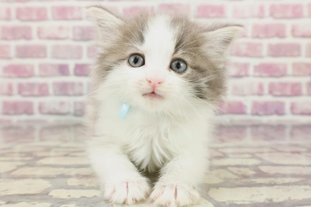 広島県のノルウェージャンフォレストキャット (Coo&RIKU福山店/2024年3月17日生まれ/男の子/ブルータビーホワイト)の子猫