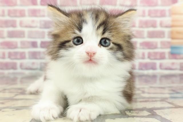 神奈川県のノルウェージャンフォレストキャット (Coo&RIKU長津田店/2024年3月17日生まれ/男の子/ブラウンタビーホワイト)の子猫