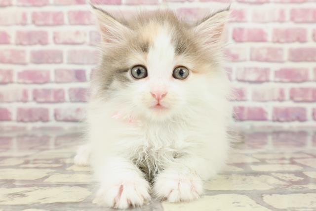 神奈川県のノルウェージャンフォレストキャット (Coo&RIKU相模原店/2024年3月17日生まれ/女の子/ダイリュートキャリコ)の子猫