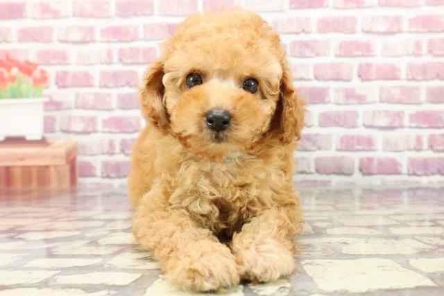 神奈川県のトイプードル(トイ) (Coo&RIKU相模原店/2024年3月16日生まれ/男の子/アプリコット)の子犬