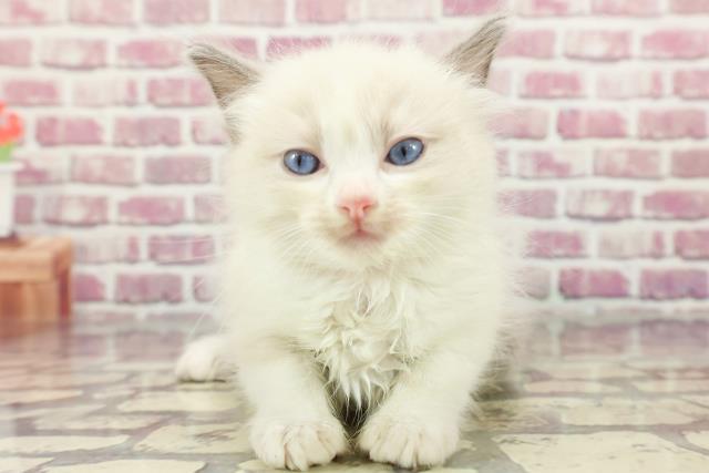 東京都のラグドール (Coo&RIKU東久留米店/2024年3月18日生まれ/女の子/ブルーポイントバイカラー)の子猫