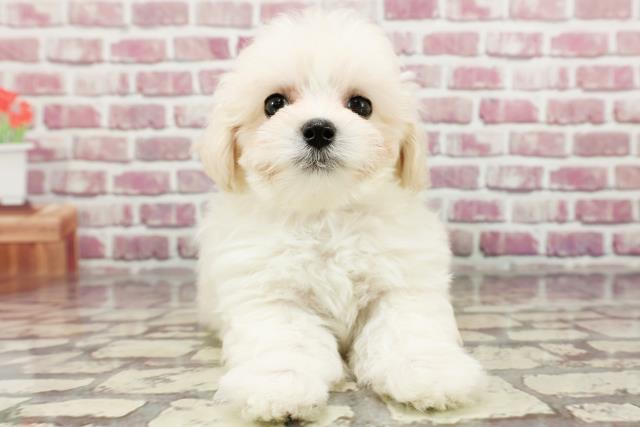 長野県のマルプー(マルチーズ×プードル) (Coo&RIKU長野店/2024年3月16日生まれ/女の子/ホワイト)の子犬