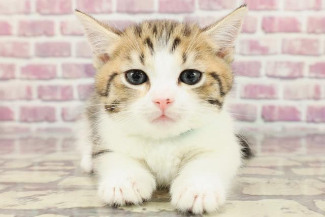 東京都のマンチカン (Coo&RIKU大久保店/2024年3月19日生まれ/男の子/ブラウンタビーホワイト)の子猫