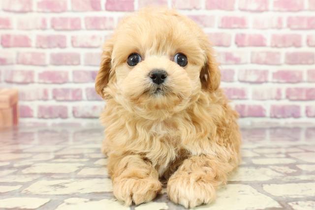 長野県のマルプー(マルチーズ×プードル) (Coo&RIKU松本店/2024年3月12日生まれ/男の子/アプリコット)の子犬