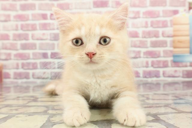 神奈川県のブリティッシュショートヘアー (Coo&RIKU横浜青葉店/2024年3月19日生まれ/男の子/クリームタビー)の子猫