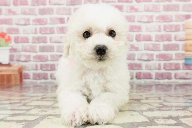 栃木県のビションフリーゼ (Coo&RIKU宇都宮店/2024年3月16日生まれ/女の子/ホワイト)の子犬