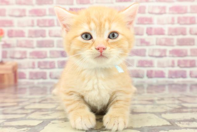 東京都のブリティッシュショートヘアー (Coo&RIKU吉祥寺店/2024年3月18日生まれ/男の子/レッドタビー)の子猫