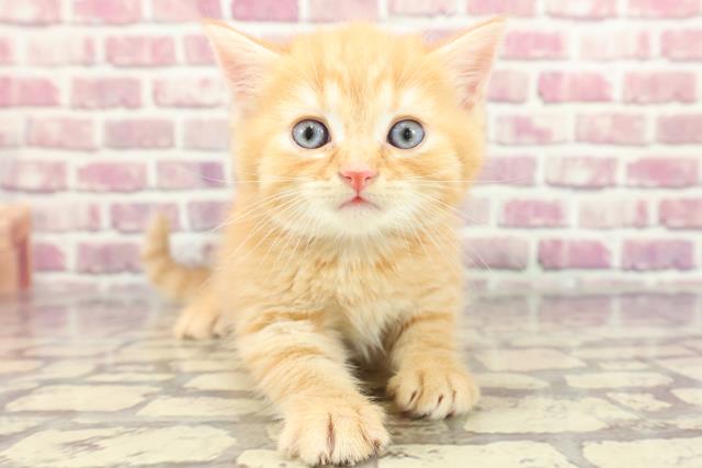 神奈川県のブリティッシュショートヘアー (Coo&RIKU横浜青葉店/2024年3月18日生まれ/男の子/レッドタビー)の子猫