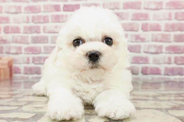 東京都のビションフリーゼ (Coo&RIKU武蔵小山店/2024年3月17日生まれ/女の子/ホワイト)の子犬
