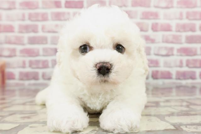 神奈川県のビションフリーゼ (Coo&RIKU横浜旭店/2024年3月17日生まれ/男の子/ホワイト)の子犬