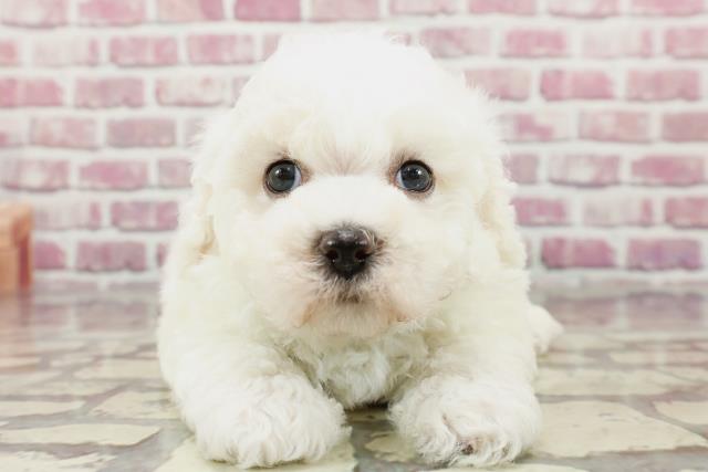 東京都のビションフリーゼ (Coo&RIKU吉祥寺店/2024年3月17日生まれ/男の子/ホワイト)の子犬