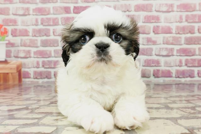 長野県のハーフ犬 (Coo&RIKU長野店/2024年3月19日生まれ/男の子/ホワイトゴールド)の子犬