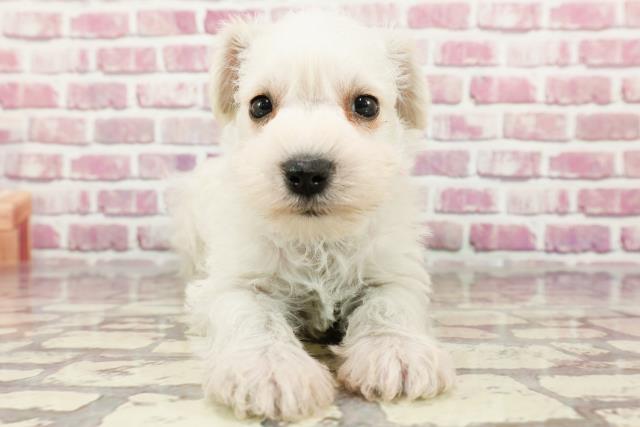東京都のミニチュアシュナウザー (Coo&RIKU新小岩店/2024年3月16日生まれ/女の子/ホワイト)の子犬