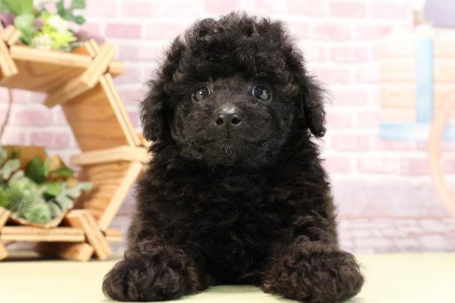静岡県のトイプードル(トイ) (Coo&RIKU静岡SBS通り店/2024年3月17日生まれ/男の子/ブラック)の子犬