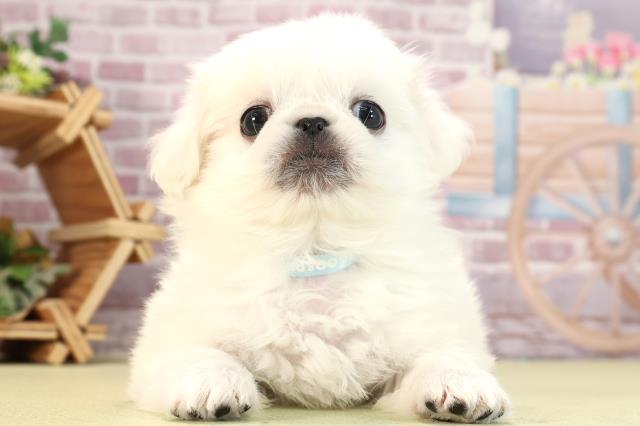 三重県のペキニーズ (Coo&RIKU津高茶屋店/2024年3月17日生まれ/男の子/ホワイト)の子犬