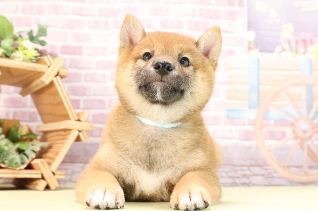 愛知県の柴犬(標準サイズ) (Coo&RIKU半田店/2024年3月17日生まれ/男の子/赤)の子犬