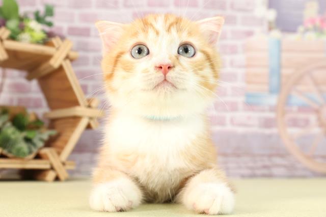 愛知県のスコティッシュフォールド (Coo&RIKU半田店/2024年3月5日生まれ/男の子/レッドタビーホワイト)の子猫