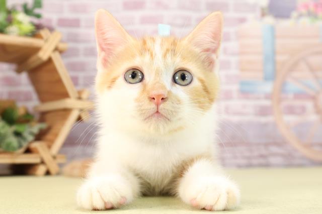 愛知県のスコティッシュフォールド (Coo&RIKU半田店/2024年3月5日生まれ/男の子/レッドタビーホワイト)の子猫