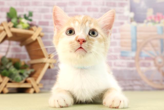 三重県のスコティッシュフォールド (Coo&RIKU四日市店/2024年3月5日生まれ/男の子/レッドタビーホワイト)の子猫
