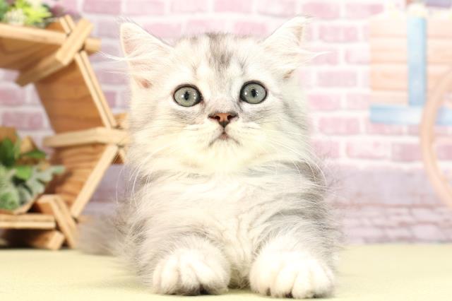 静岡県のミヌエット (Coo&RIKU静岡SBS通り店/2024年3月5日生まれ/男の子/シルバータビー)の子猫